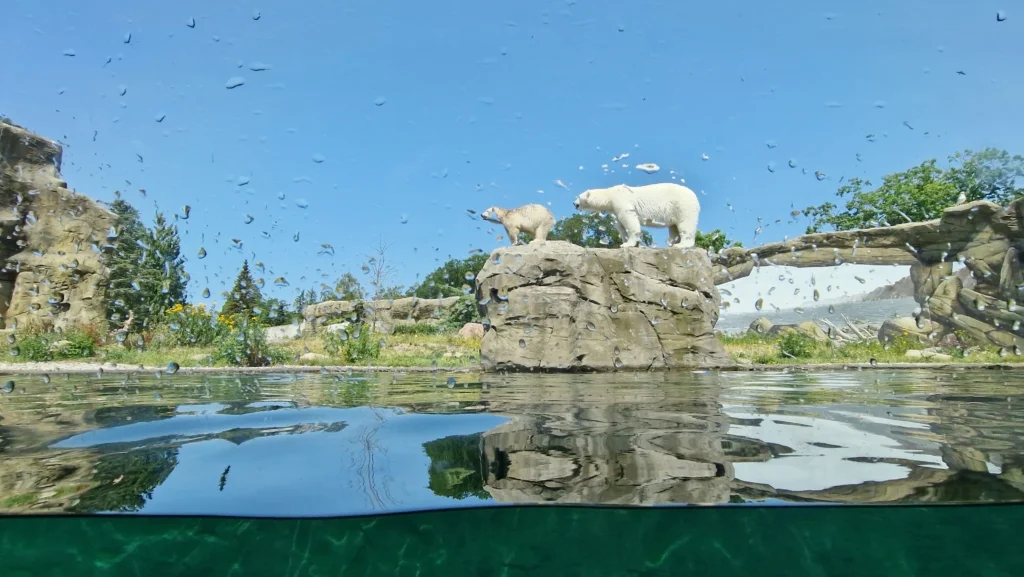 Videos aus dem Zoo Rostock – dem besten Zoo Europas