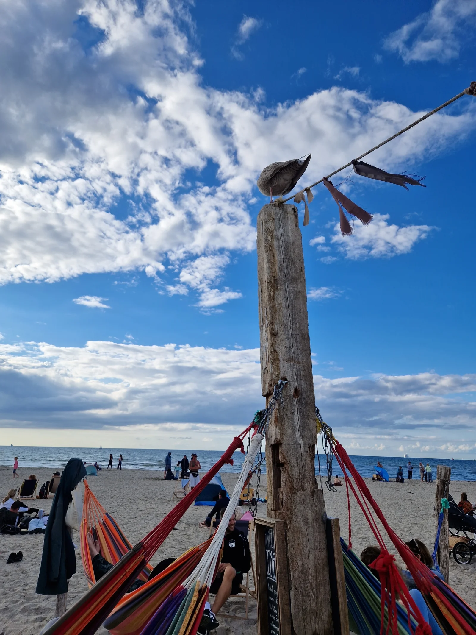 Dünengras im Wind