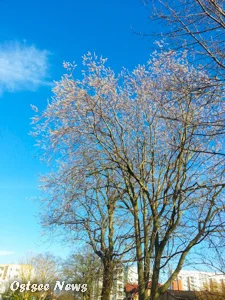 Weidenkätzchen im Februar Frühling 2014