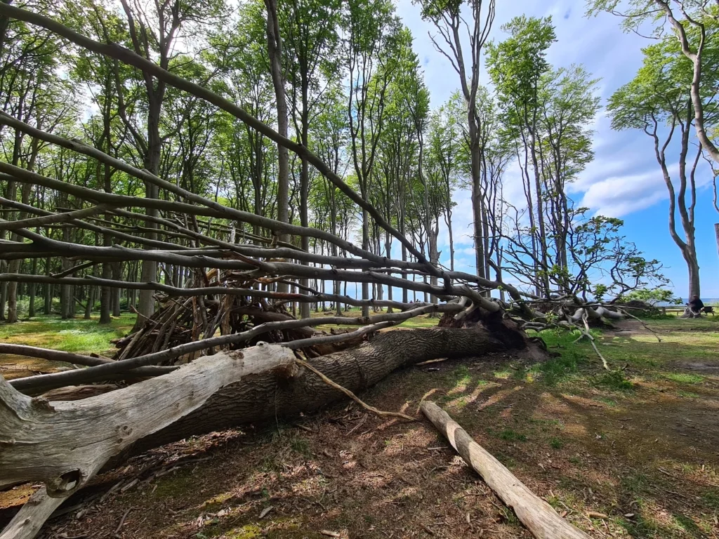 gespensterwald ostseebad nienhagen 12