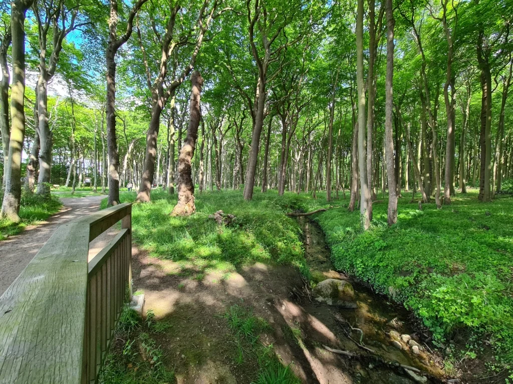 gespensterwald ostseebad nienhagen 16