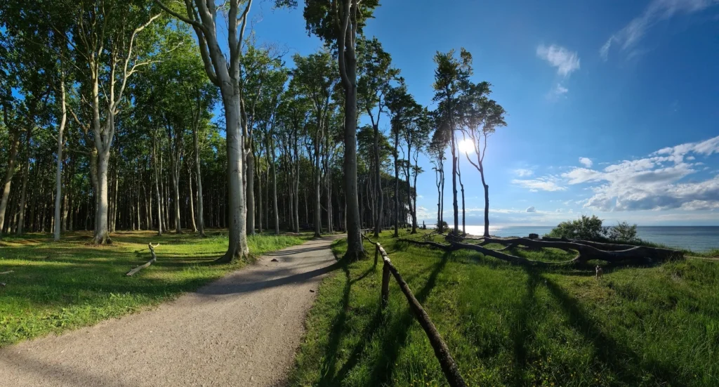 gespensterwald ostseebad nienhagen 26