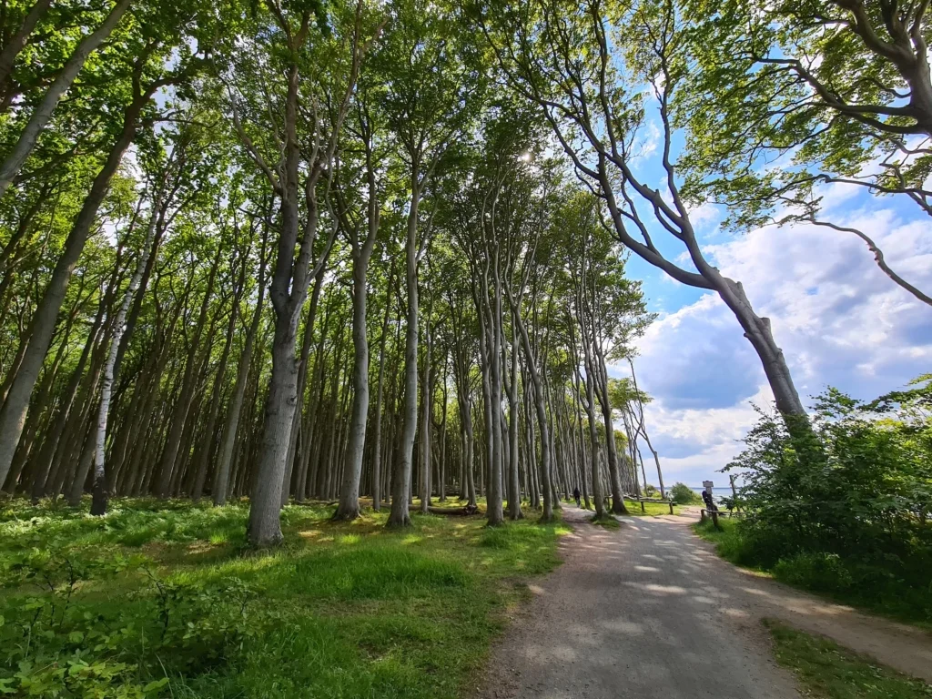 gespensterwald ostseebad nienhagen 9