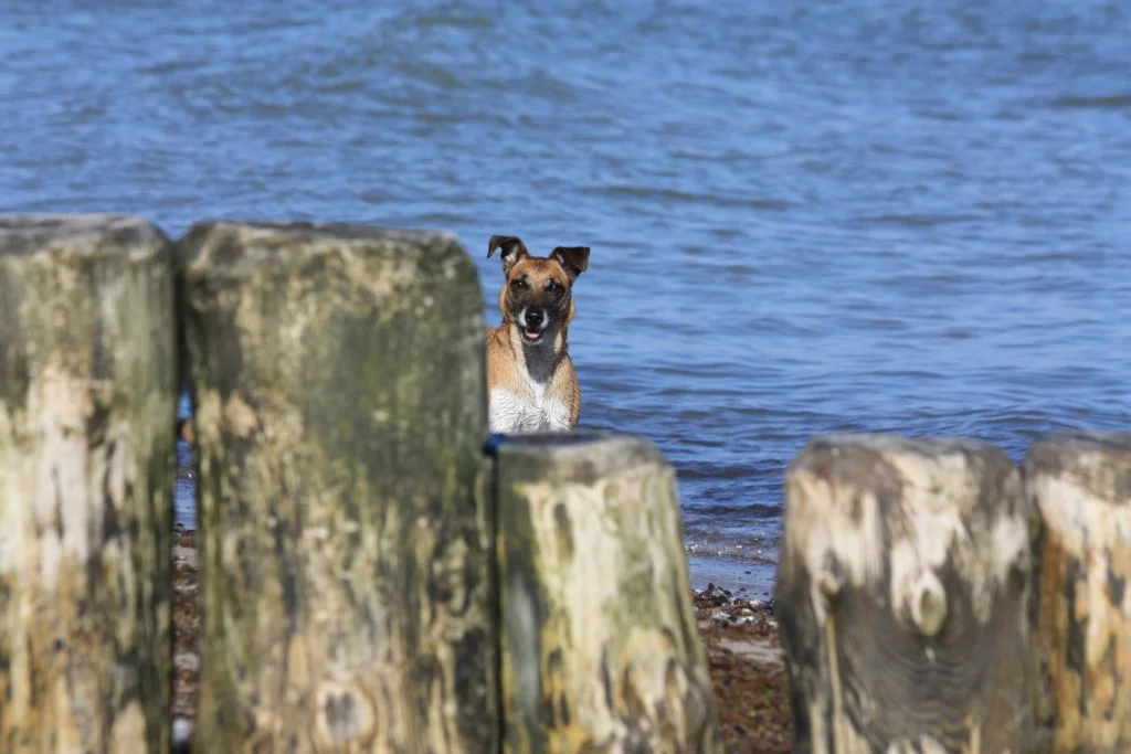 hund strand ostseebad nienhagen