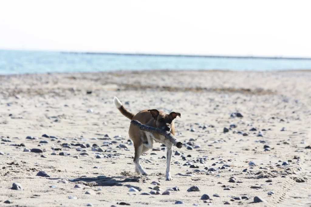 hundestrand ostseebad nienhagen