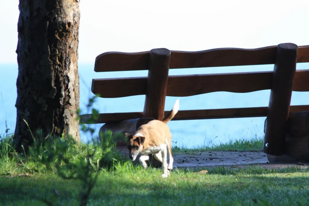 steilkueste ostseebad nienhagen hund