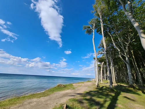 Gespensterwald an der Ostsee im Sommer 2020