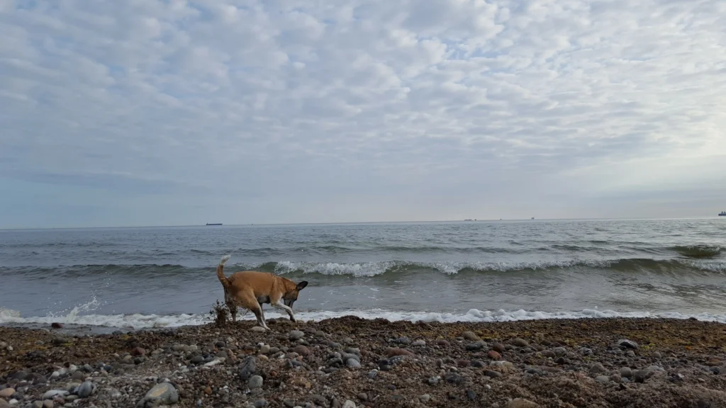 wilhelmshoehe diedrichshagen warnemuende hundestrand 04