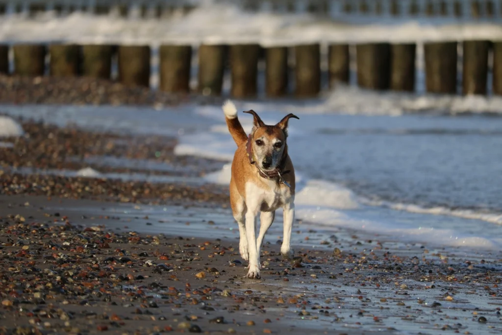 wilhelmshoehe diedrichshagen warnemuende hundestrand 06
