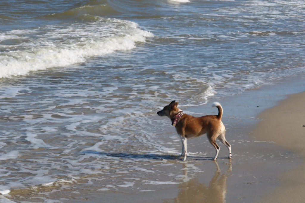 wilhelmshoehe diedrichshagen warnemuende hundestrand 08