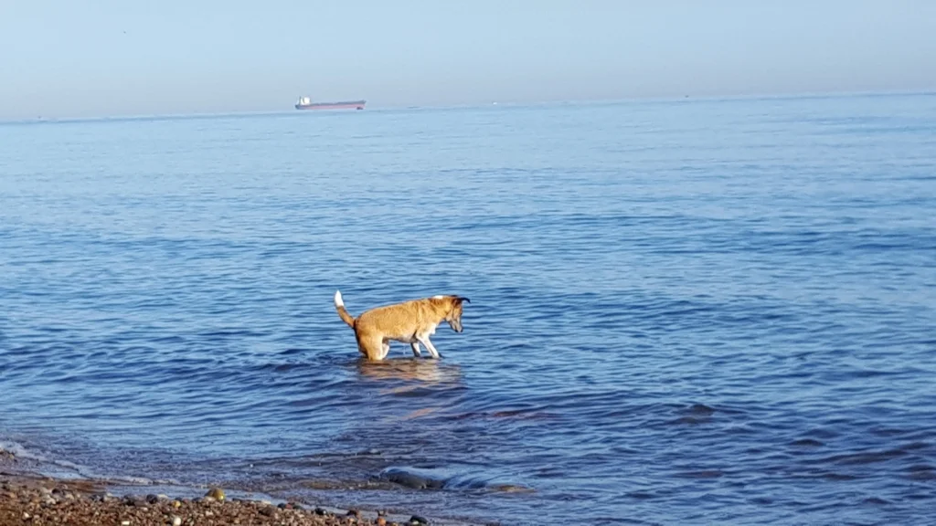 wilhelmshoehe diedrichshagen warnemuende hundestrand 10