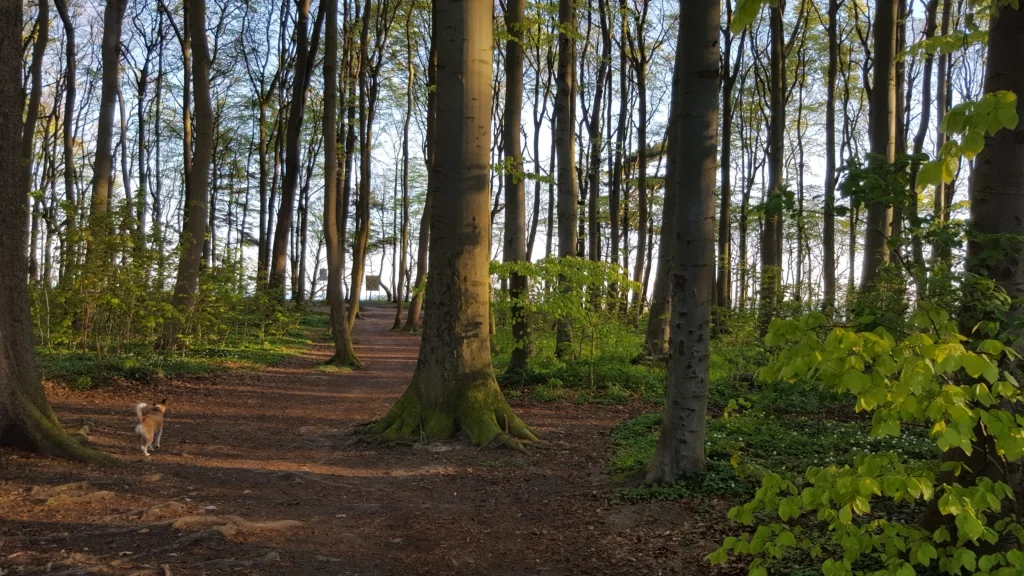 wilhelmshoehe diedrichshagen warnemuende hundestrand