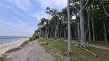 Gespensterwald an der Ostsee im August 2021